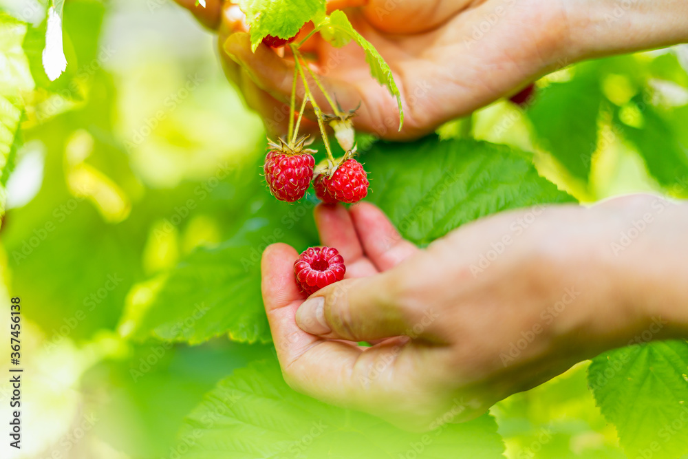 Cropped hand of adult woman picking raspberries from plant at farm. Closeup of raspberry cane. Summer garden in village. Growing berries harvest at farm Cropped hand of adult woman picking raspberries from plant at farm. Closeup of raspberry cane. Summer garden in village. Growing berries harvest at farm