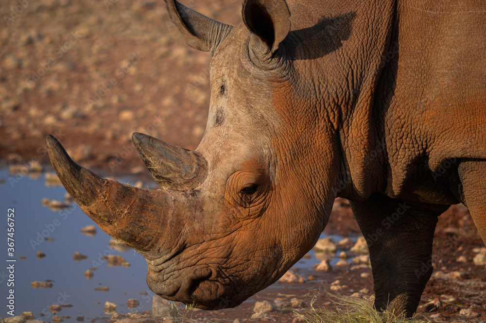 Fototapeta premium rhinocéros