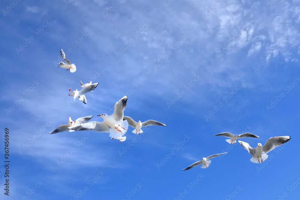 カモメ 青空 カモメ 青空