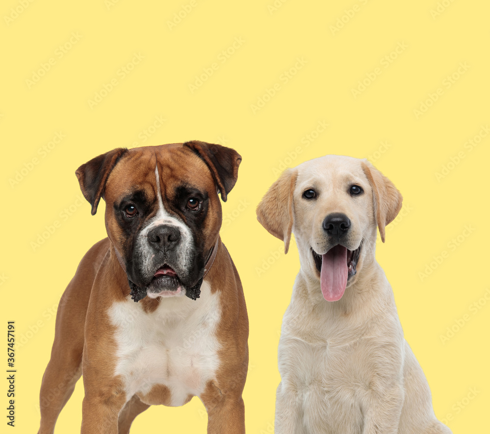 couple of dogs standing and sticking out tongue couple of dogs standing and sticking out tongue