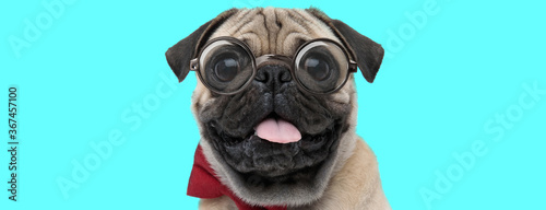 Pug dog wearing red bowtie, eyeglasses, sticking out his tongue © Viorel Sima
