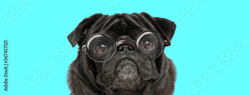 cute sad Pug dog wearing eyeglasses, looking at camera