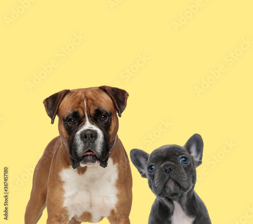 couple of dogs standing and looking at camera