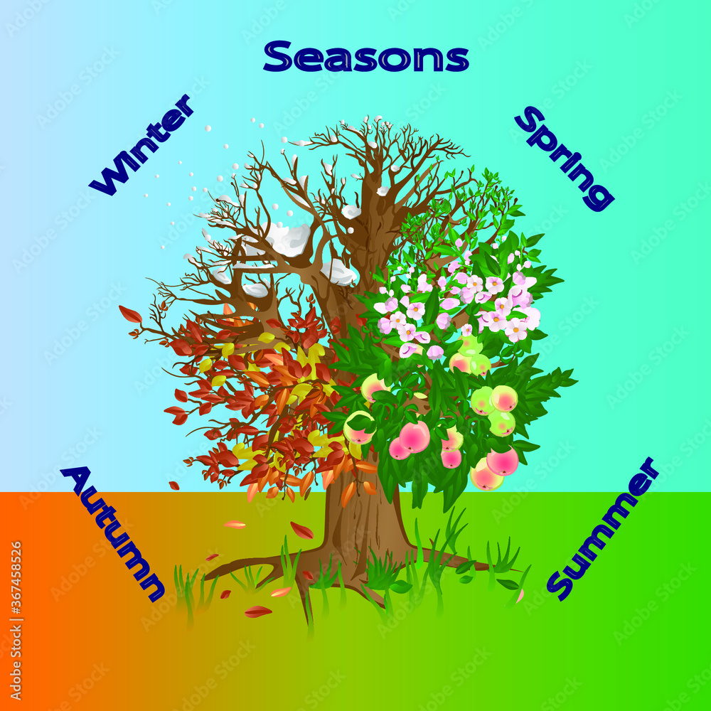 Four Seasons Tree. Apple tree in all seasons. A tree in winter, spring