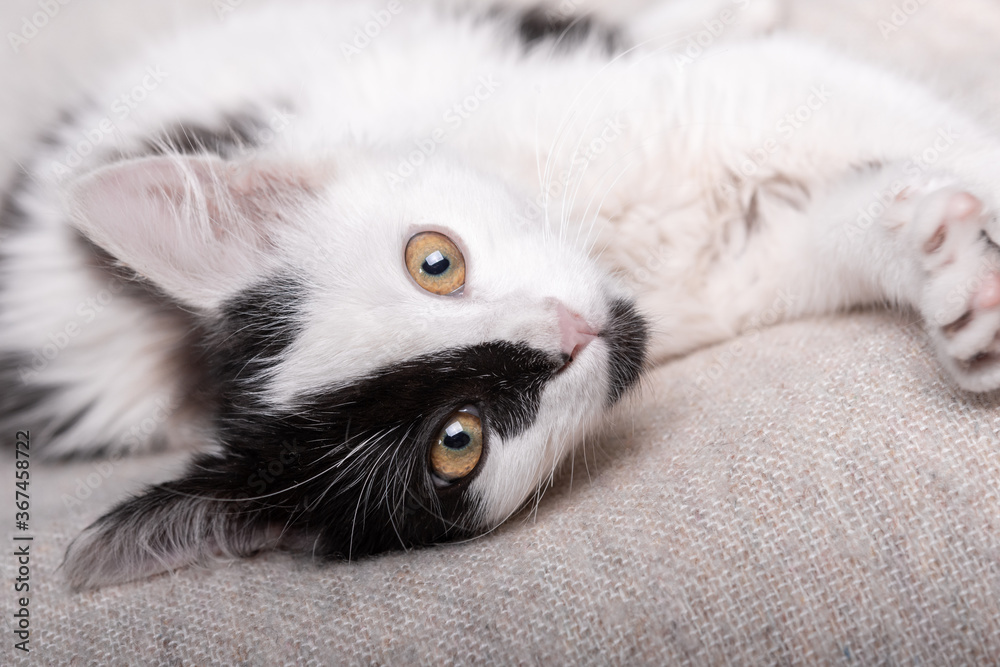 Fototapeta premium lite cat