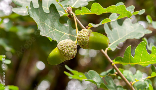 Leaves and fruits of Common Oak, Quercus robur. Photo taken in Mimizan, The Landes Department, France photo