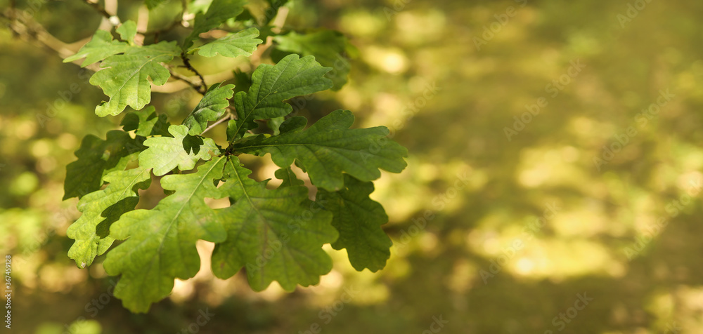 BANNER OF OAK LEAVES WITH SPACE FOR TEXT FROM RIGHT. Oak leaves are illuminated by side light. Highly lit oak leaves BANNER OF OAK LEAVES WITH SPACE FOR TEXT FROM RIGHT. Oak leaves are illuminated by side light. Highly lit oak leaves