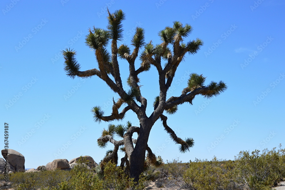 Joshua Tree National Park, Kalifornien