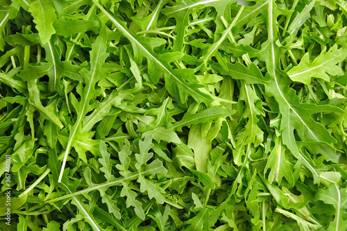 Green arugula or ruccola leaves texture background, top view photo