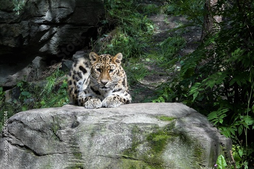 Lauernder Leopard - Nach erfolgreicher Jagd deponieren Leoparden ihre Beute oft in Bäumen oder unter Gras, um Fressfeinde, wie Geier oder andere Raubtiere abzuhalten photo