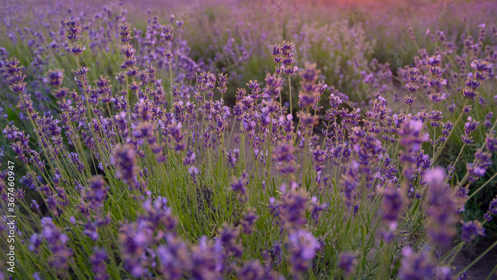 Fototapeta premium Lavender field Provence France. 