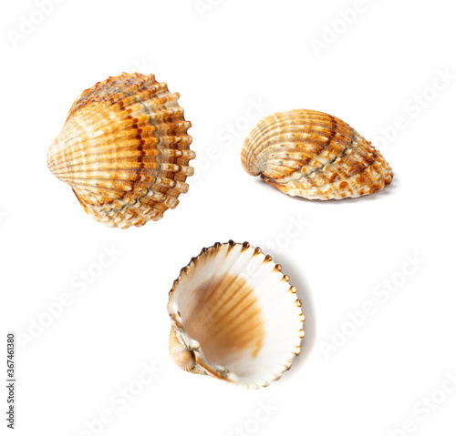 Brown Seashells Collection Isolated on White Background
