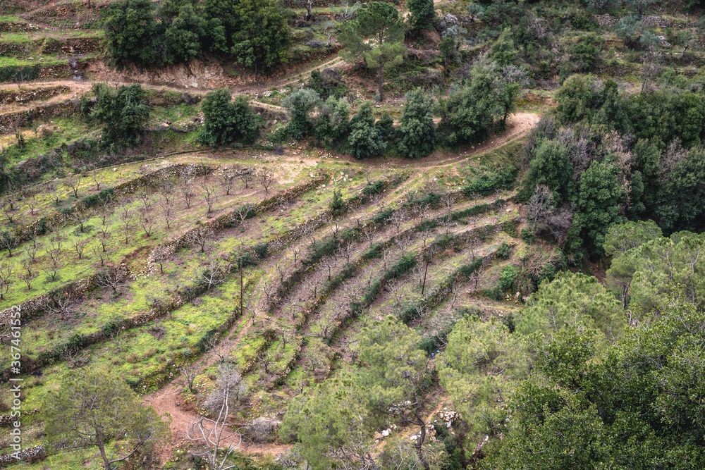 Aerial view on the fruit orchards on a slopes from Maronite Order Monastery of Qozhaya, located in Qadisha Valley in Lebanon