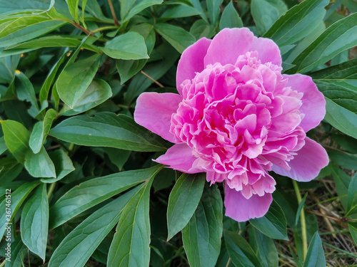 Pink peony flower in a garden in Summer.