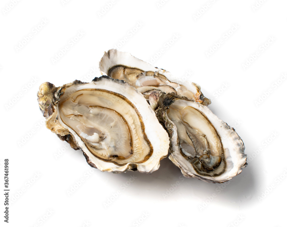 Fresh Opened Oyster Isolated on White Background. Fresh Opened Oyster Isolated on White Background.