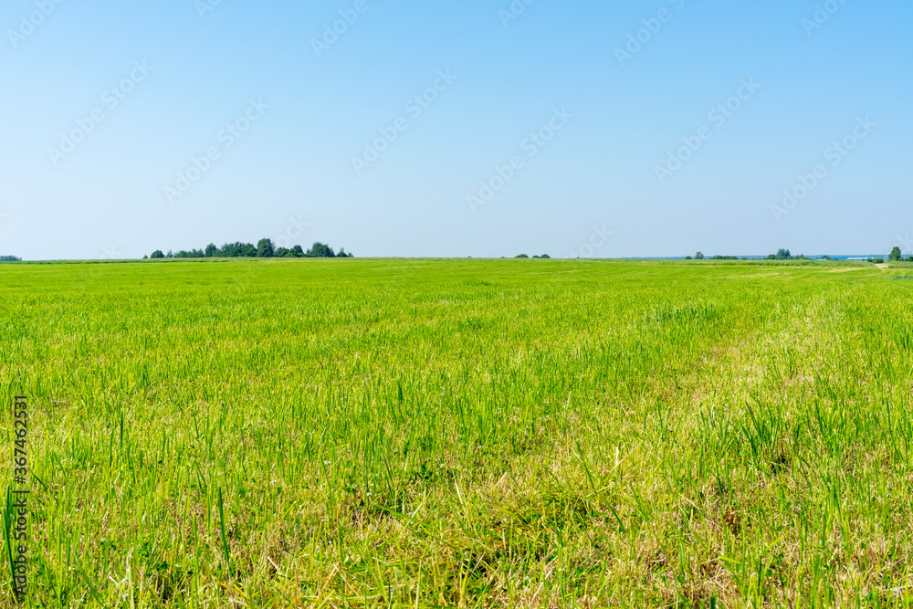 rural landscape of central Russia. fields and sky
