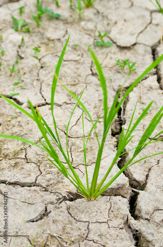 The rainless rice paddy fields in southeast  asia.  World climate of global warming. 