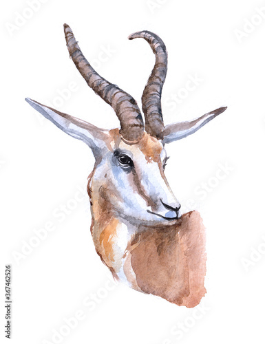 Watercolor single antelope isolated on a white background illustration.