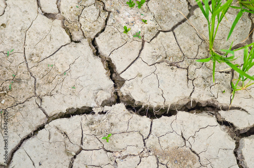 The rainless rice paddy fields in southeast  asia.  World climate of global warming. 