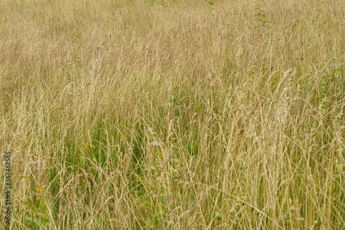 Gras Steppe