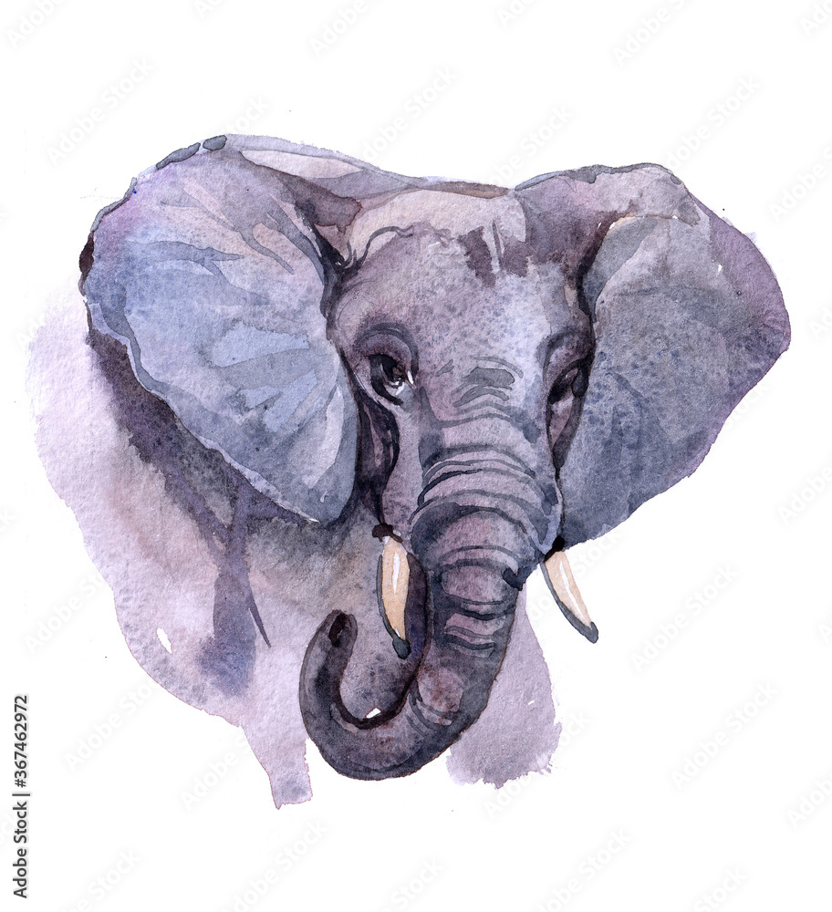 Obraz Watercolor realistic elephant tropical animal isolated on a white background illustration.