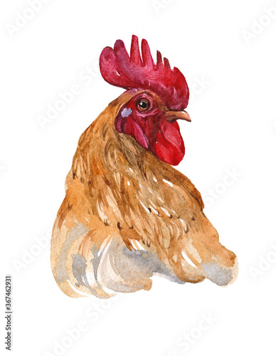 Watercolor single rooster animal isolated on a white background illustration.
 photo