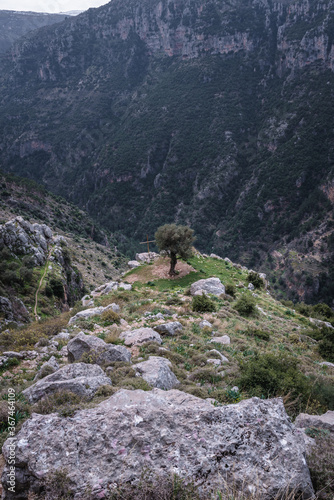 Old olive tree in Kadisha Valley also spelled as Qadisha in Lebanon