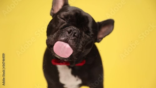 little french bulldog dog is licking the screen in front of him, wearing a red bowtie, and standing on yellow background