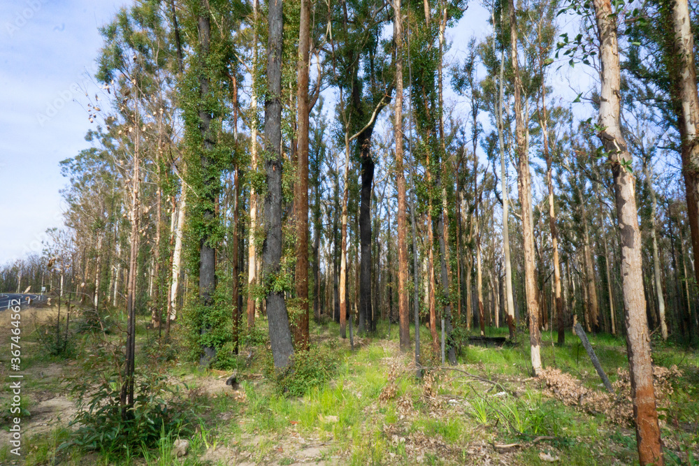 Obraz premium Forest Regrowth After 2020 Bush Fires