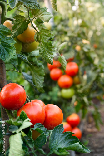 Tomatoes growing in the garden