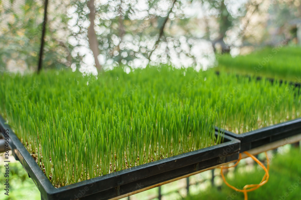 Fototapeta premium Wheatgrass in the planting tray