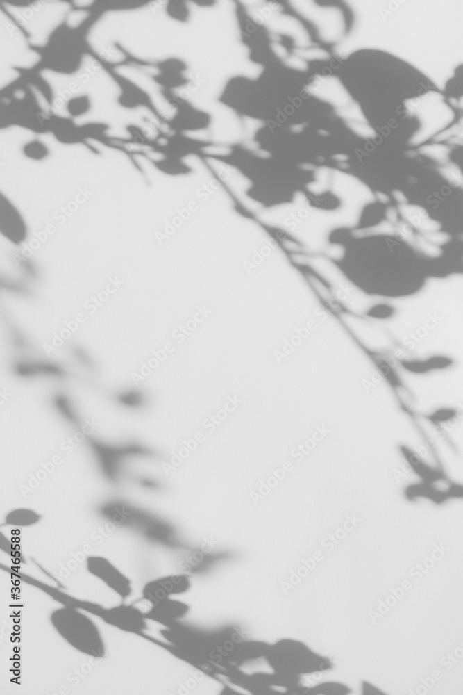 Gray shadow of tree leaves and branches on a white wall. Abstract neutral nature concept blurred background. Space for text. Shadow for natural light effects.