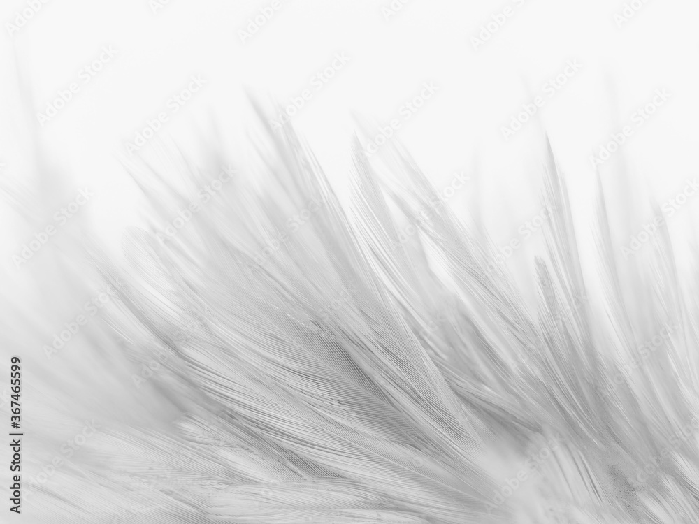 Fototapeta Beautiful abstract black feathers on white background and soft white feather texture on white pattern and dark background, gray feather background, black banners