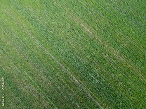 Green agricultural field, aerial view. Farmland landscape. Background.