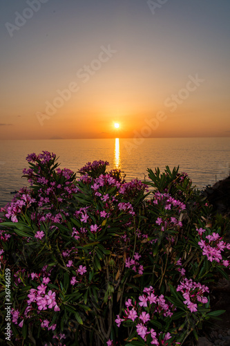 tramonto floreale 01 - il sole tramonta nel mare con un oleandro fiorito in primo piano.