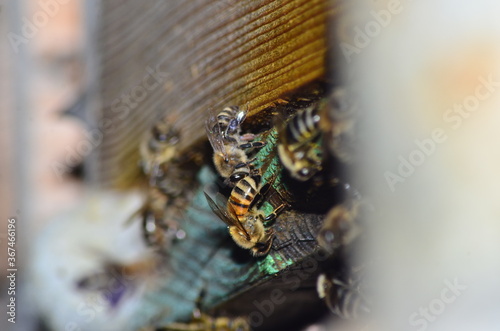 apiary, bees carry the nectar in the hives © Андрей Семенякин