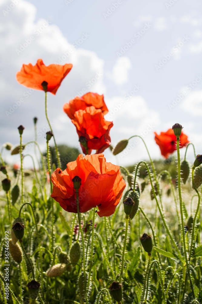 Obraz premium Poppies