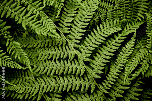 Green wild fern leaves natural background