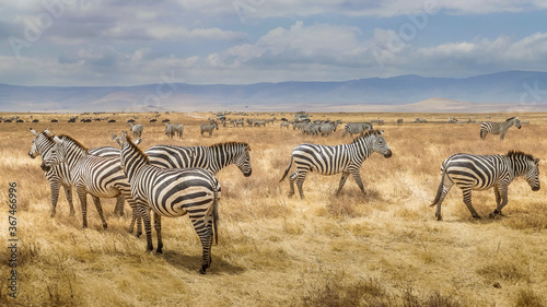 herd of zebras in Tarangire National Park in Tanzania