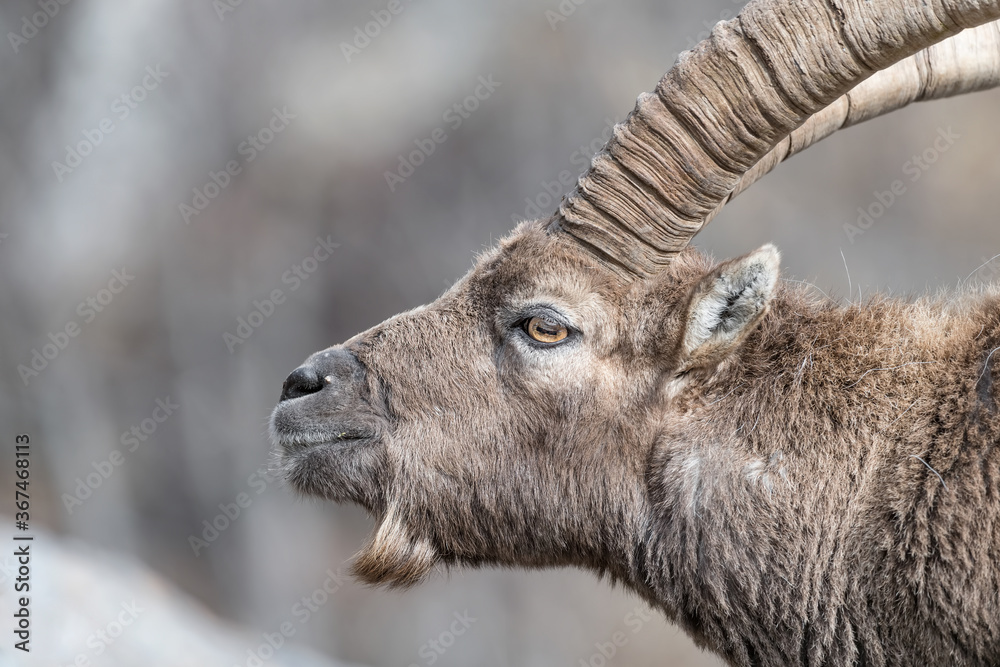 Ibex mountain portrait in autumn season (Capra ibex) Ibex mountain portrait in autumn season (Capra ibex)
