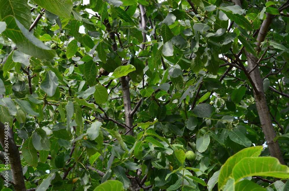 Walnut tree with unripe fruits (Juglans regia) Walnut tree with unripe fruits (Juglans regia)