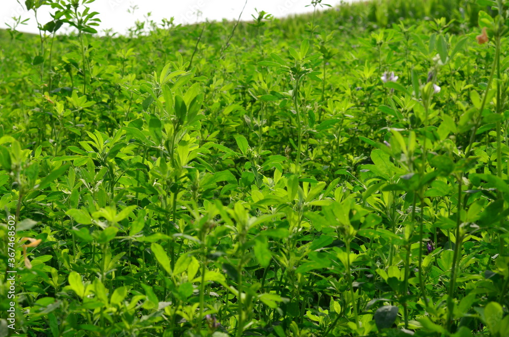 Alfalfa, also called lucerne and called Medicago sativa in binomial nomenclature, is a perennial flowering plant in the legume family Fabaceae. Alfalfa, also called lucerne and called Medicago sativa in binomial nomenclature, is a perennial flowering plant in the legume family Fabaceae.