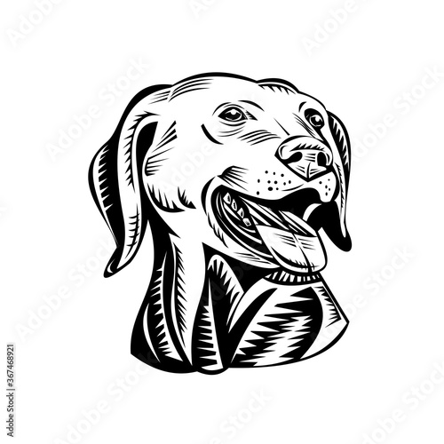 Head of a Labrador Retriever Gun Dog Retro Woodcut Black and White
