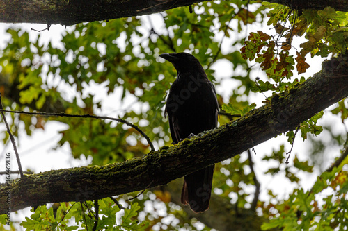 Crow stay on branch in park