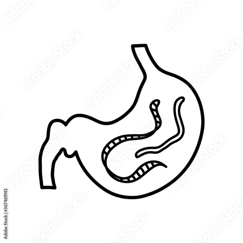 Gut parasites doodle, hand drawn vector doodle illustration of worm parasites inside the stomach, isolated on white background. photo