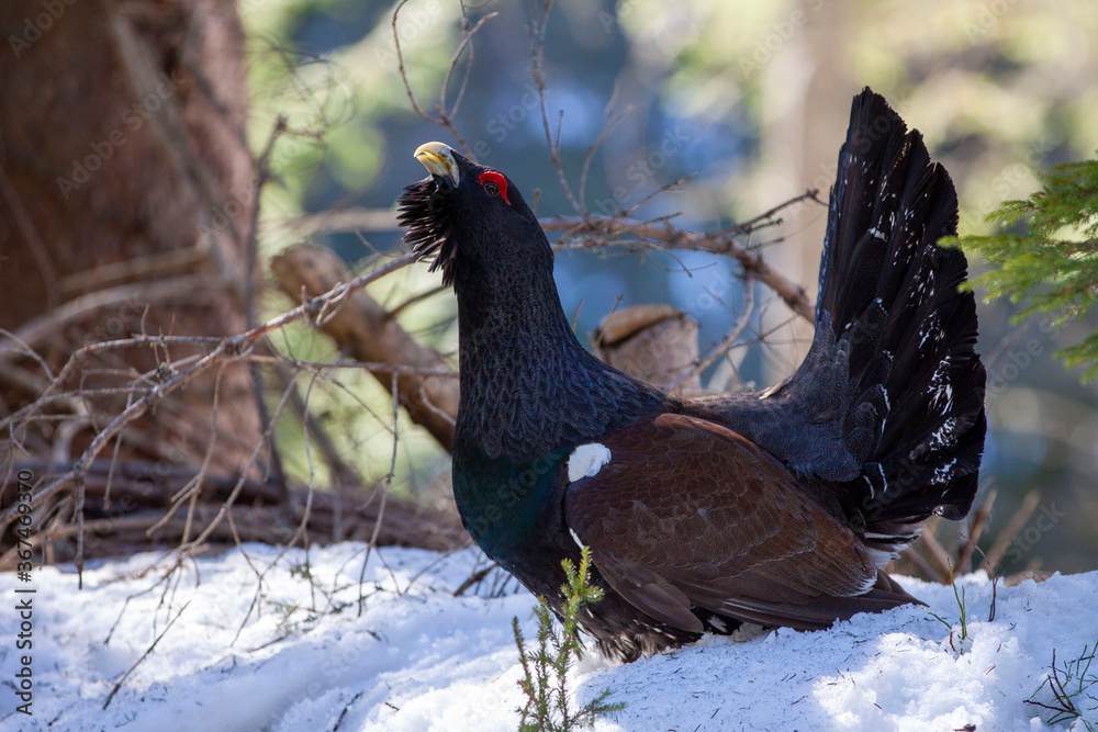 Tetrao urogallus in wild nature in spruce snowy forest, western capercaillie rare bird male . Sunny singing of a big black bird. Capercaillie protected by law extremely rare species