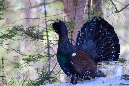 Tetrao urogallus in wild nature in spruce snowy forest, western capercaillie rare bird male . Sunny singing of a big black bird. Capercaillie protected by law extremely rare species photo