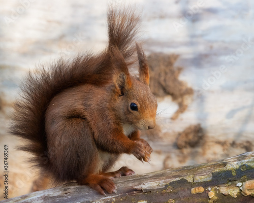 Cute red squirrel sitting on a tree log