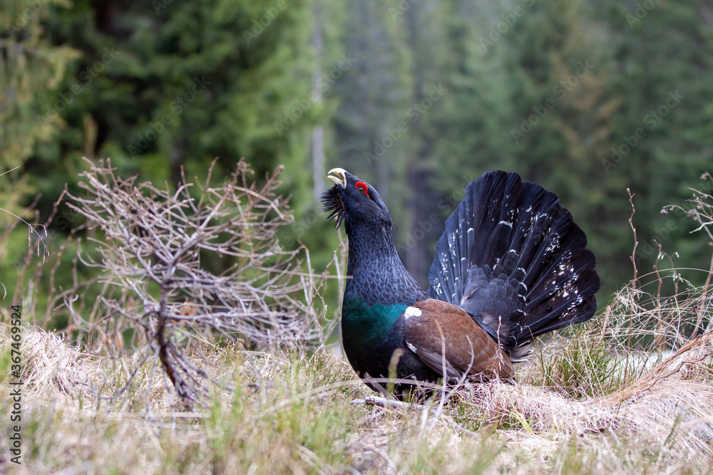 Tetrao urogallus in wild nature in spruce forest, western capercaillie rare bird male . Sunny singing of a big black bird. Capercaillie protected by law extremely rare species Tetrao urogallus in wild nature in spruce forest, western capercaillie rare bird male . Sunny singing of a big black bird. Capercaillie protected by law extremely rare species