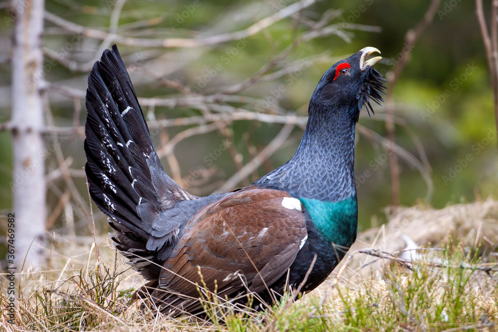 Obraz premium Tetrao urogallus in wild nature in spruce forest, western capercaillie rare bird male . Sunny singing of a big black bird. Capercaillie protected by law extremely rare species
